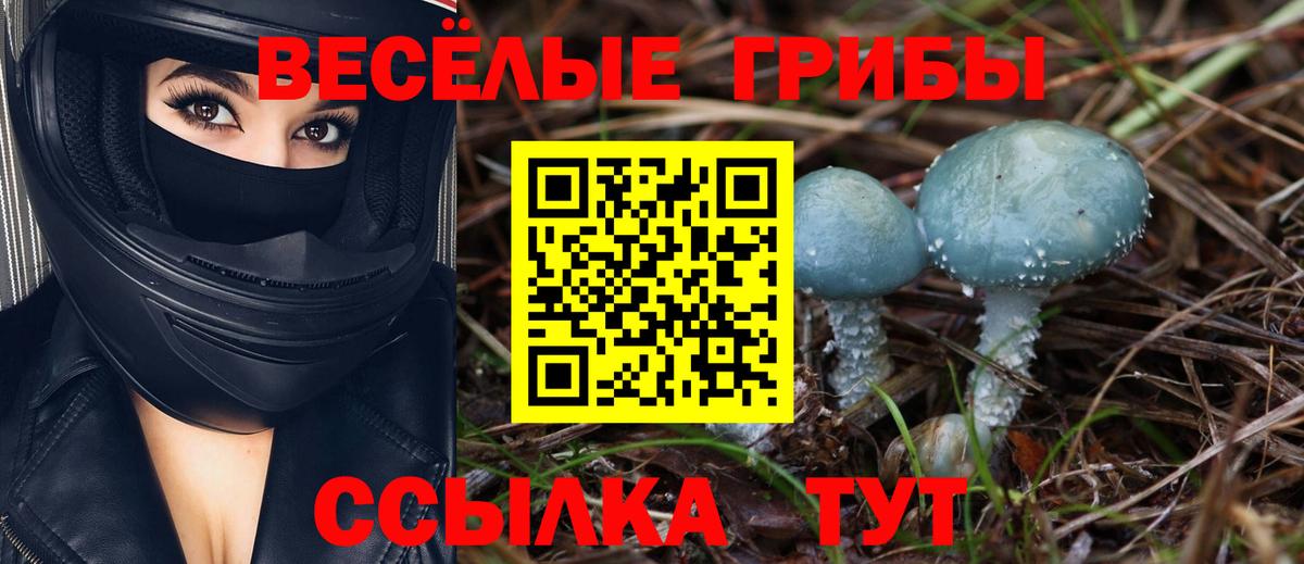 Галлюциногенные грибы Psilocybine cubensis  где найти   Урюпинск  Вход с VPN 